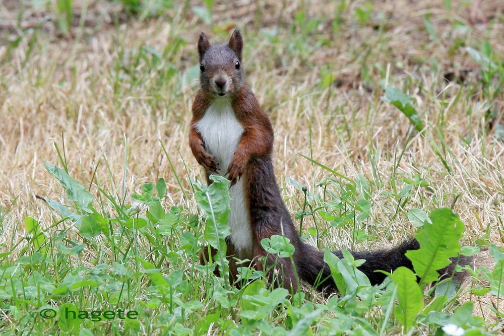 Eichhörnchen