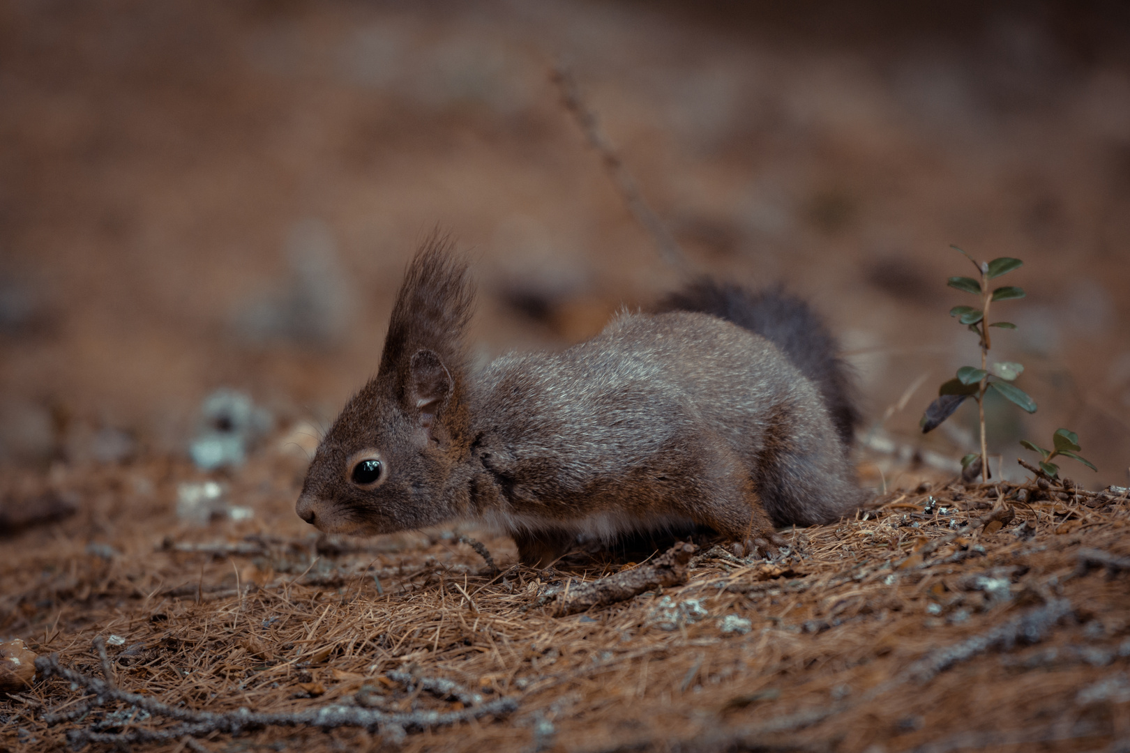 Eichhörnchen