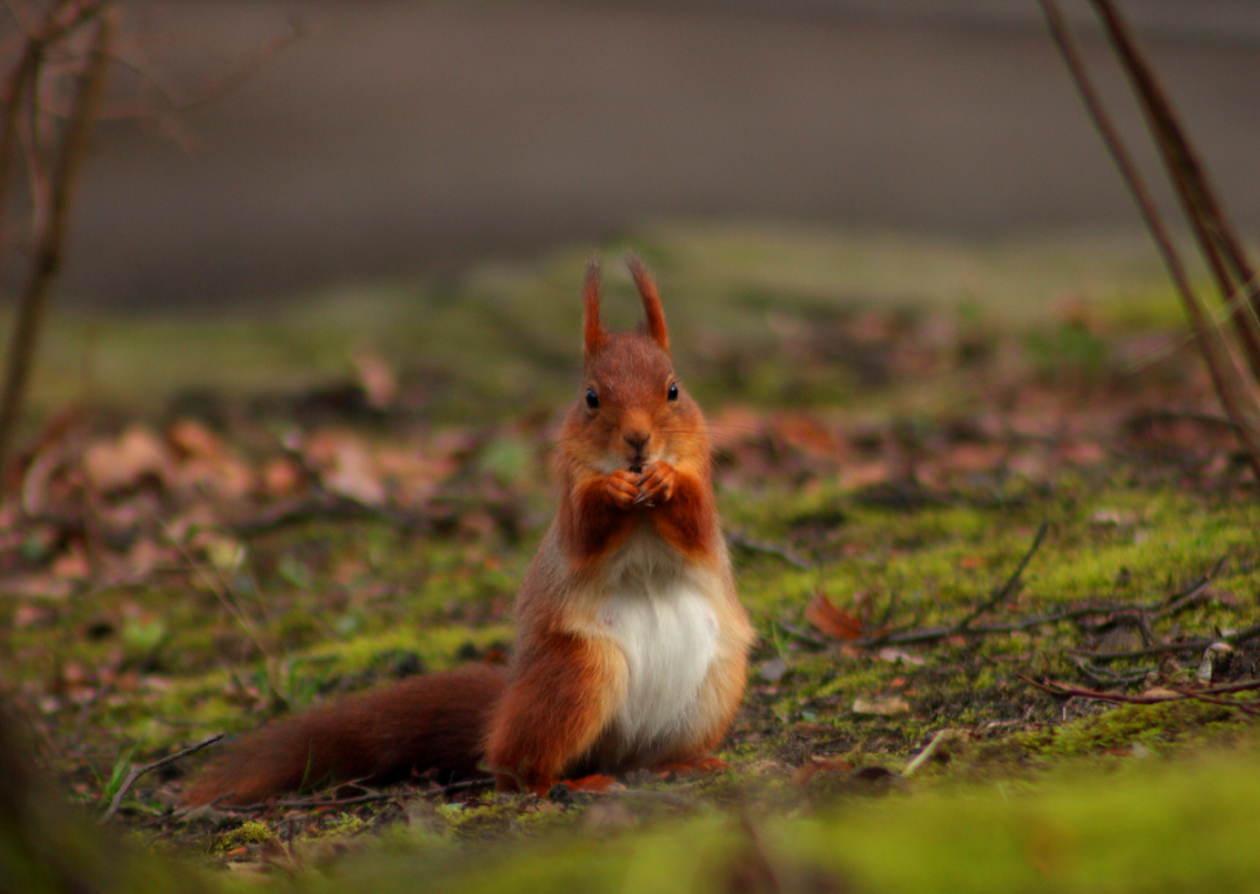 Eichhörnchen