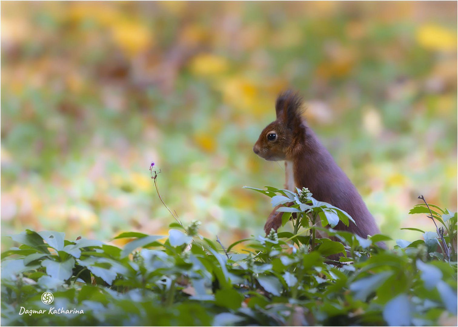 Eichhörnchen 