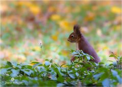 Eichhörnchen 