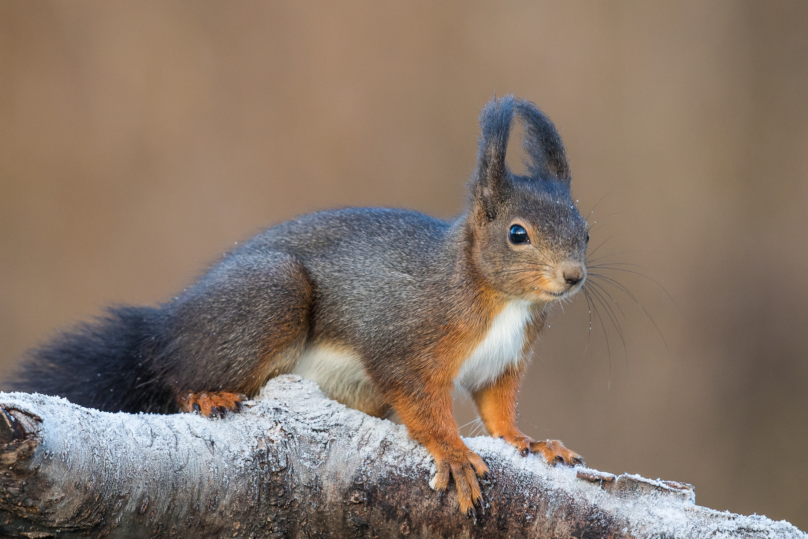 Eichhörnchen