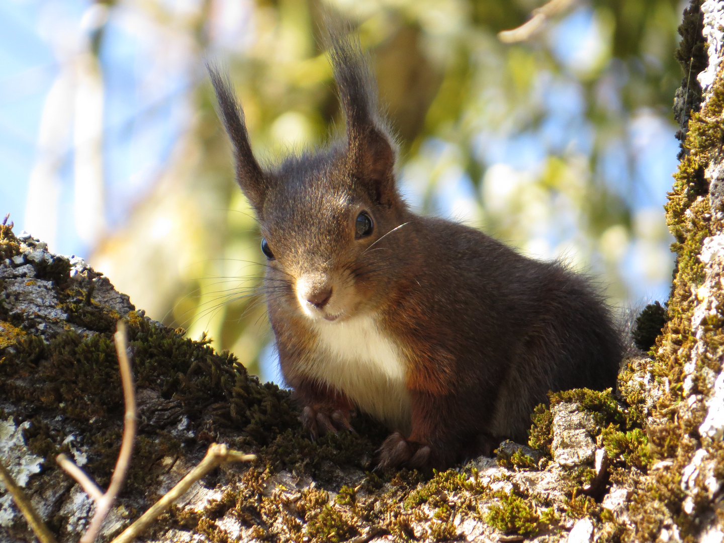 Eichhörnchen