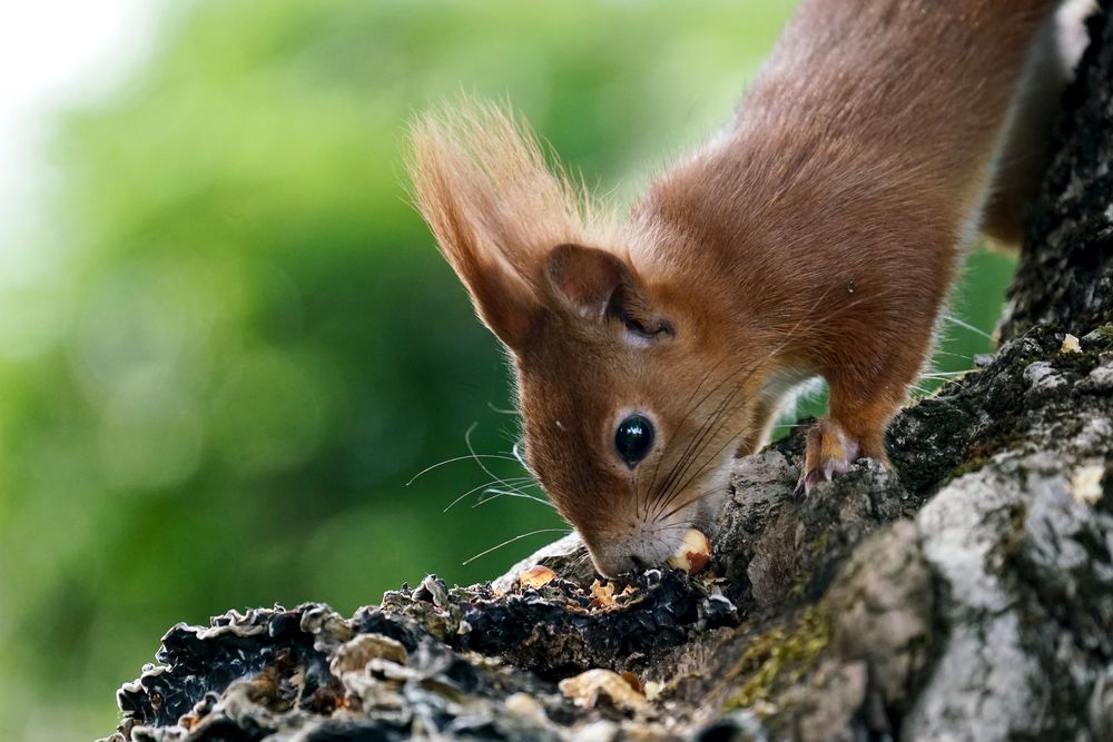 Eichhörnchen