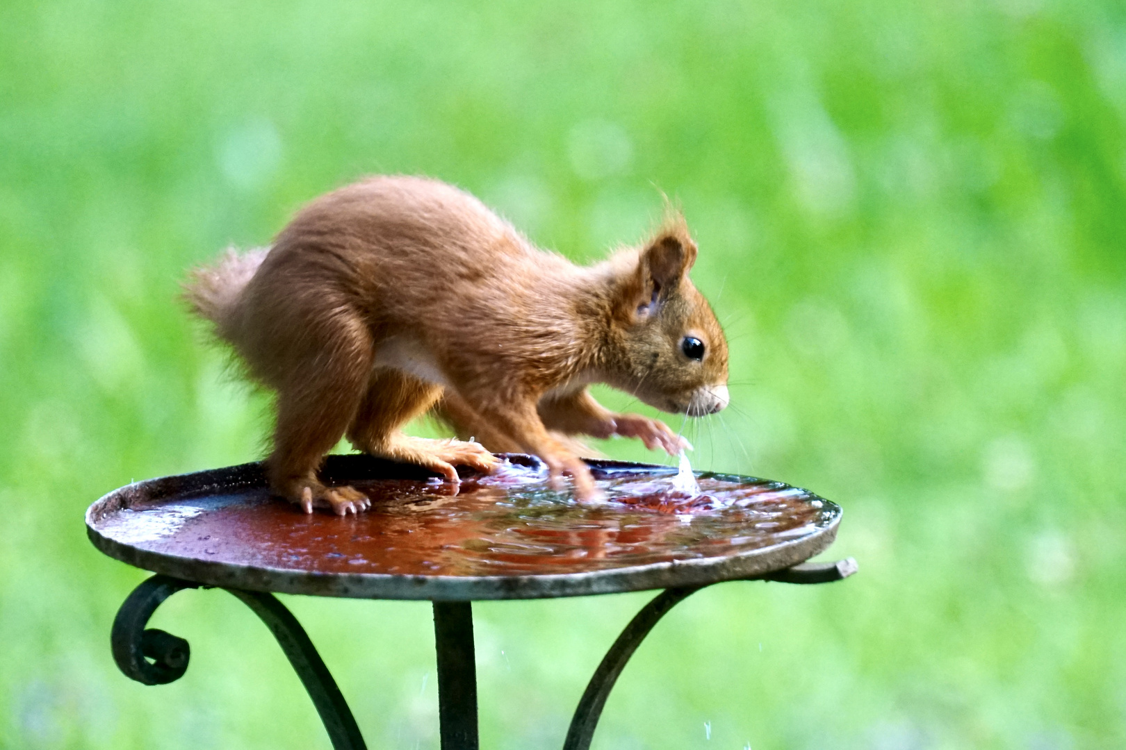 Eichhörnchen 