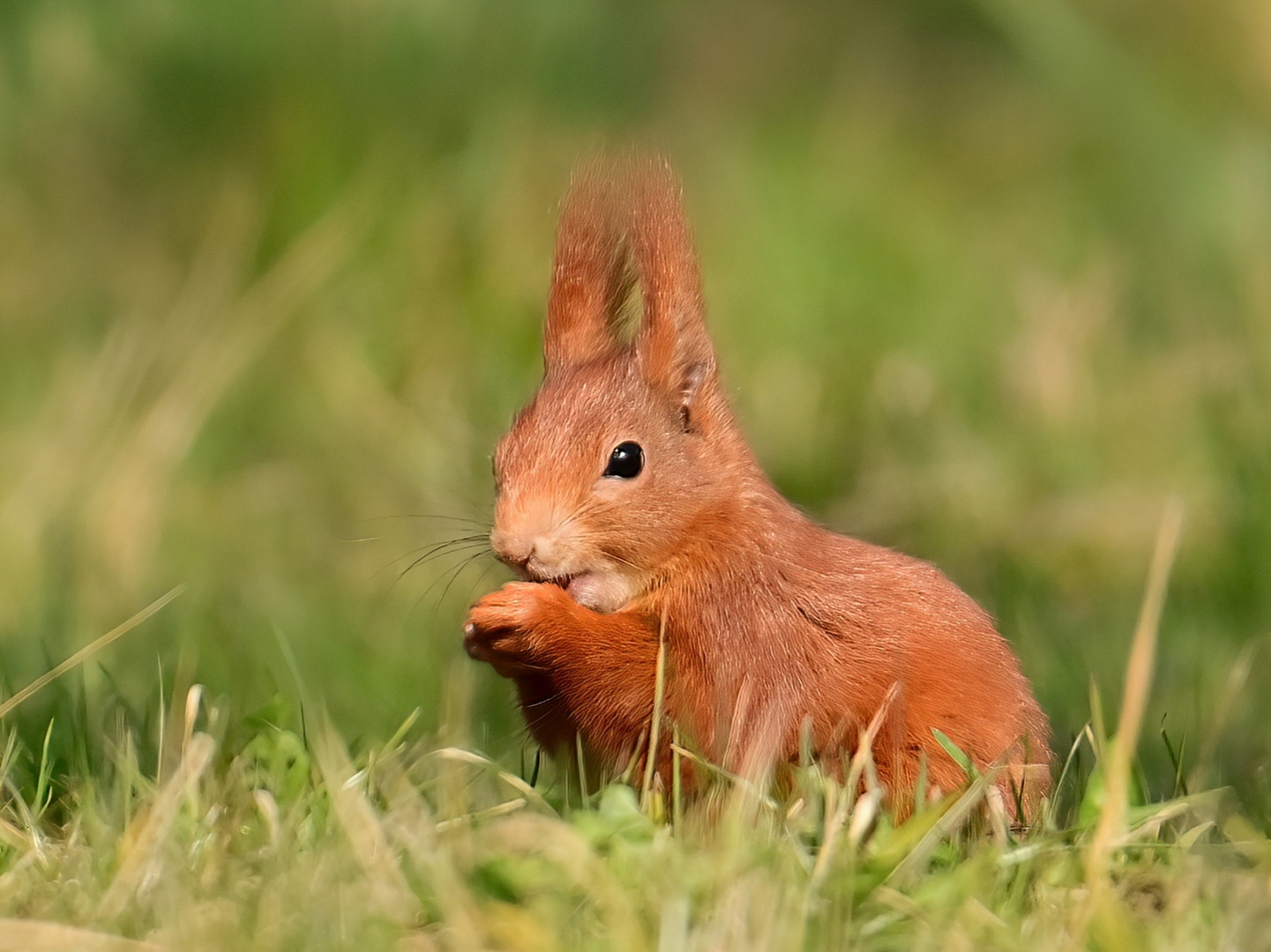 Eichhörnchen 