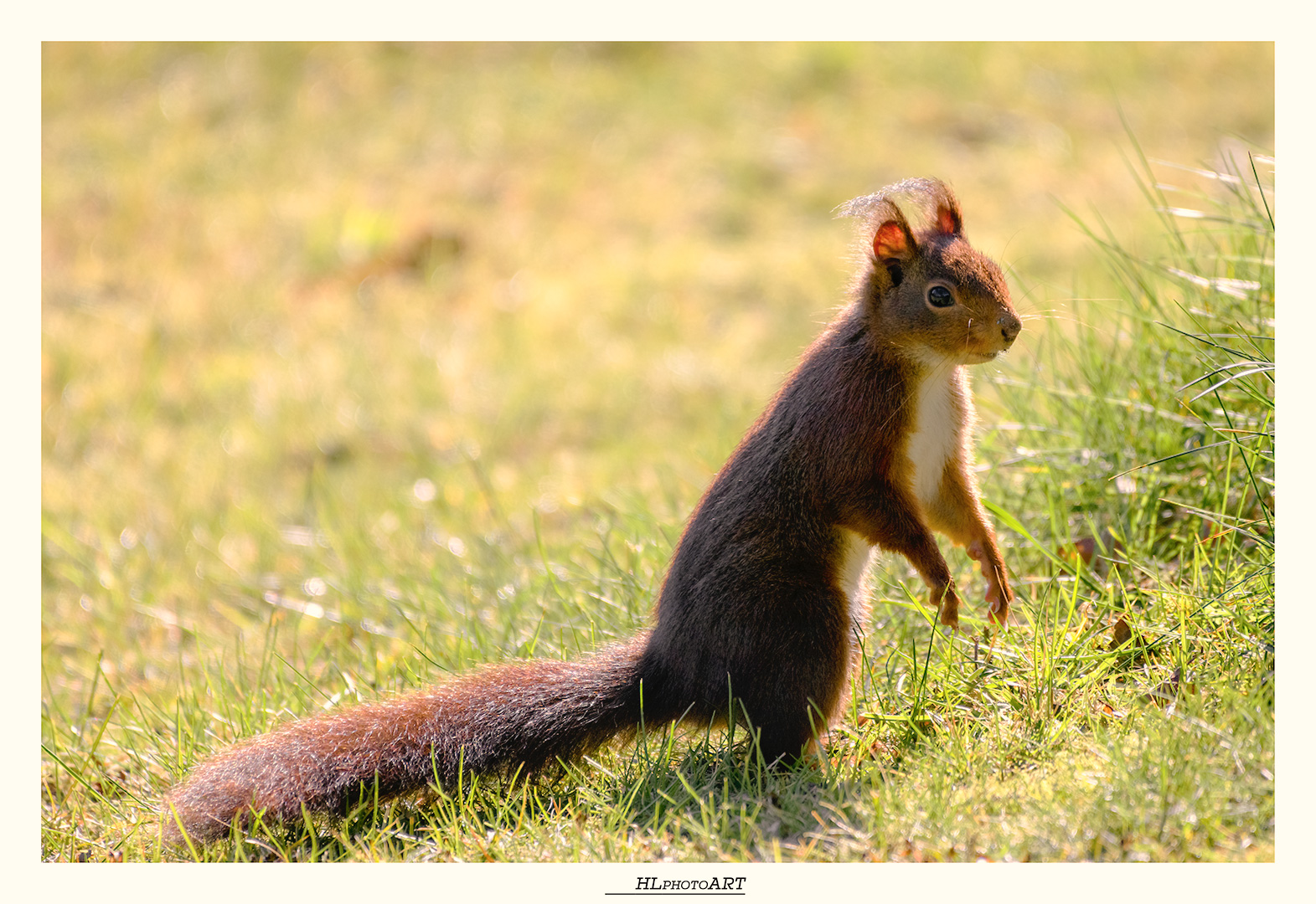 Eichhörnchen