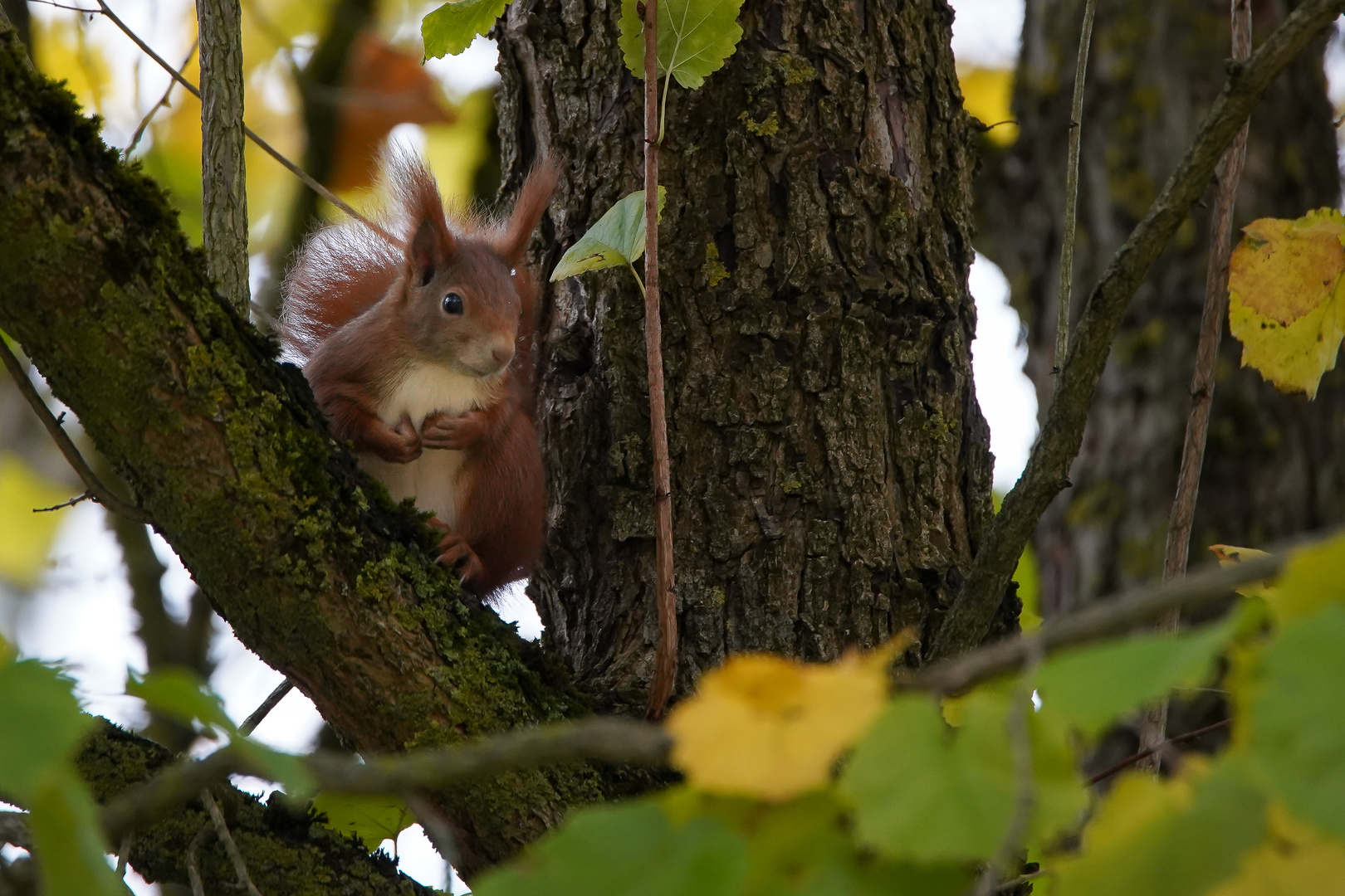 Eichhörnchen