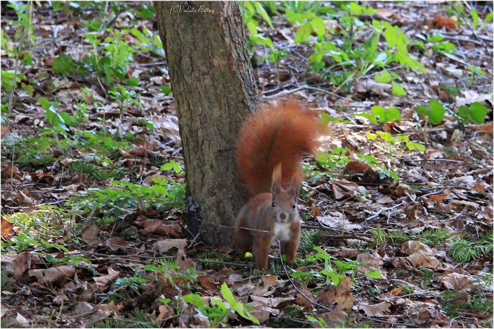 Eichhörnchen