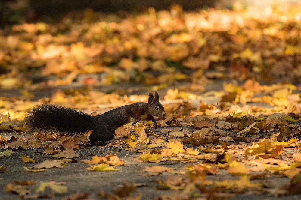 Eichhörnchen