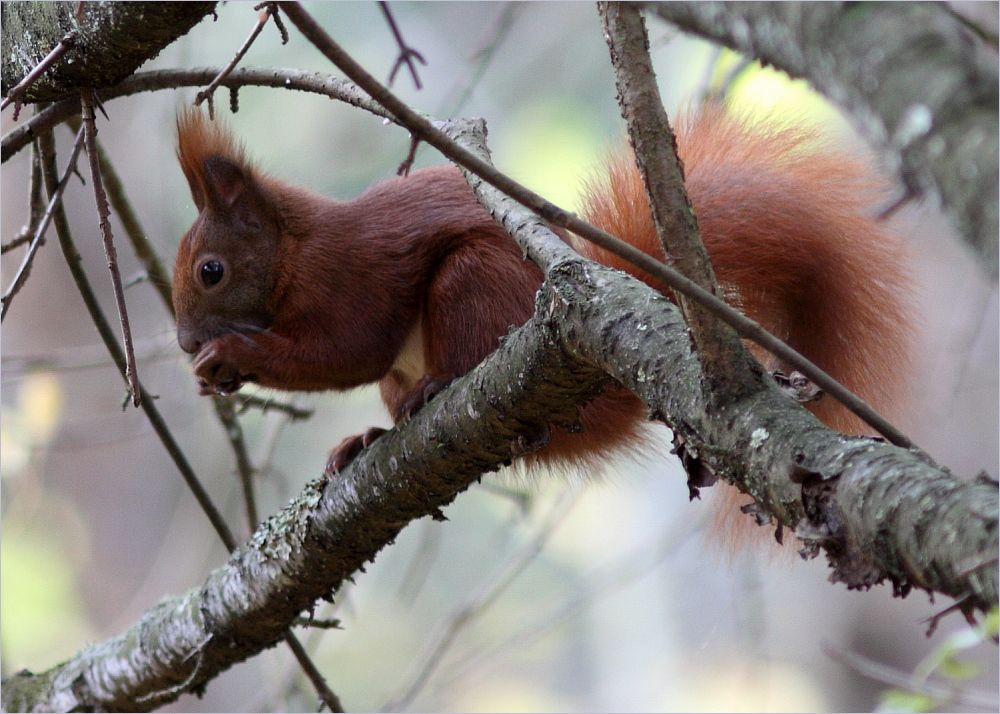 Eichhörnchen"