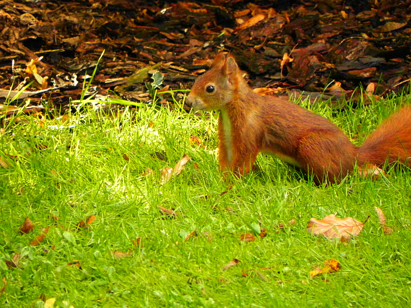 Eichhörnchen