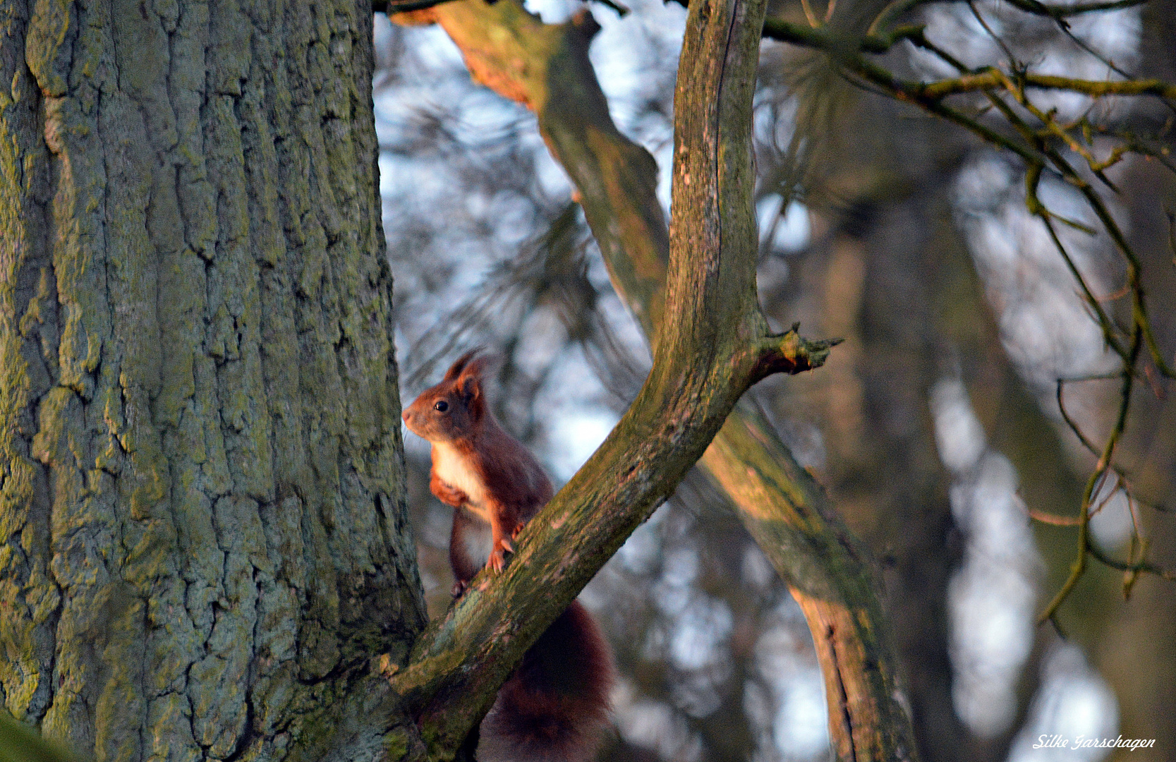 Eichhörnchen