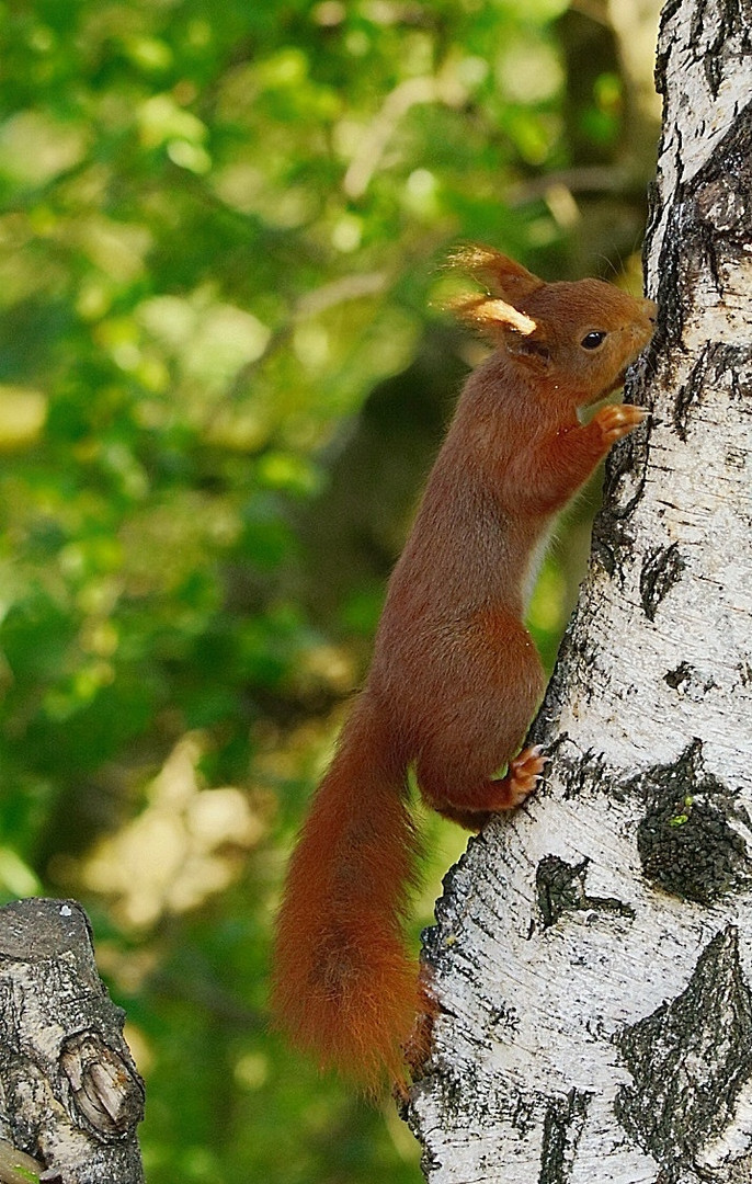 Eichhörnchen 