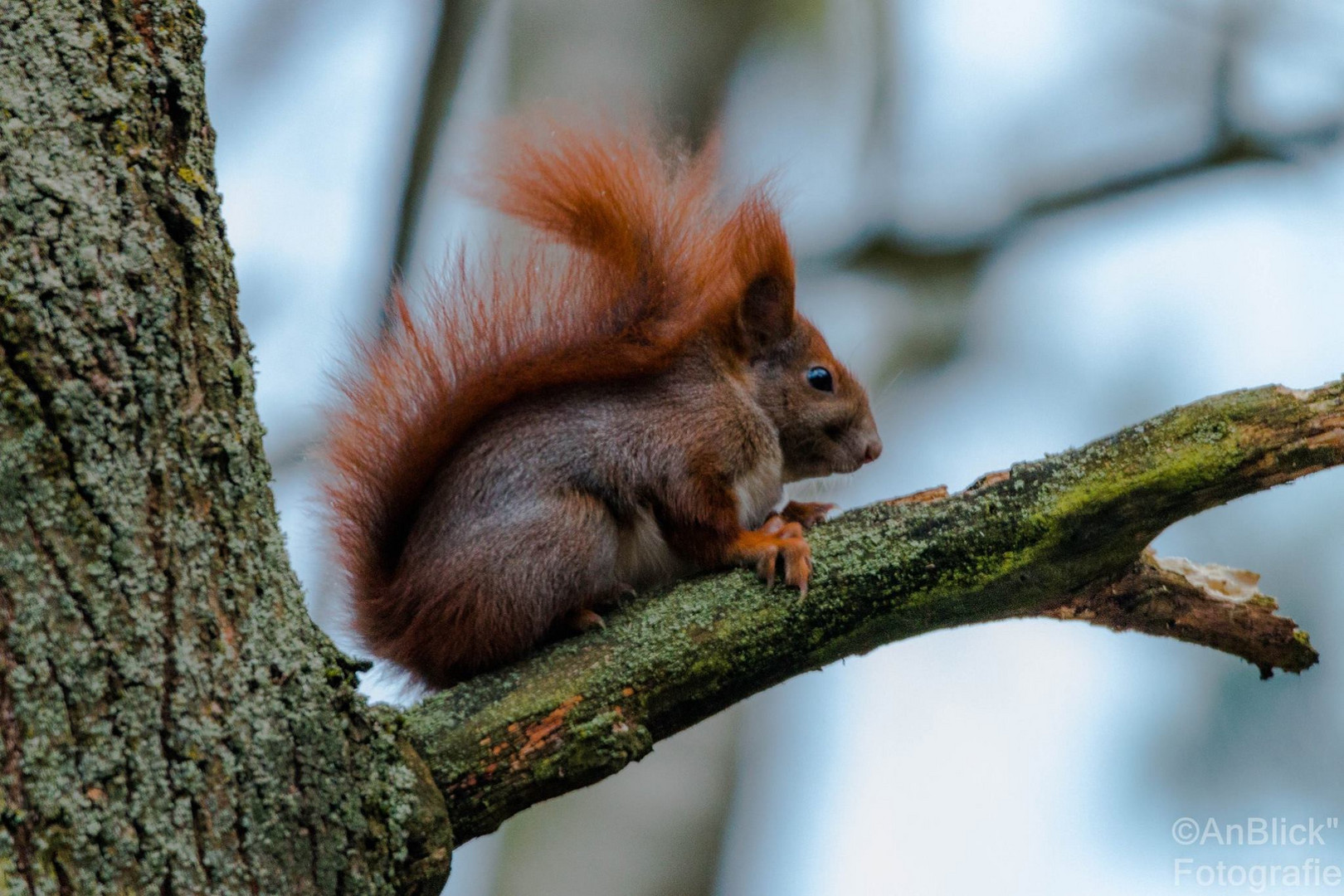 Eichhörnchen 