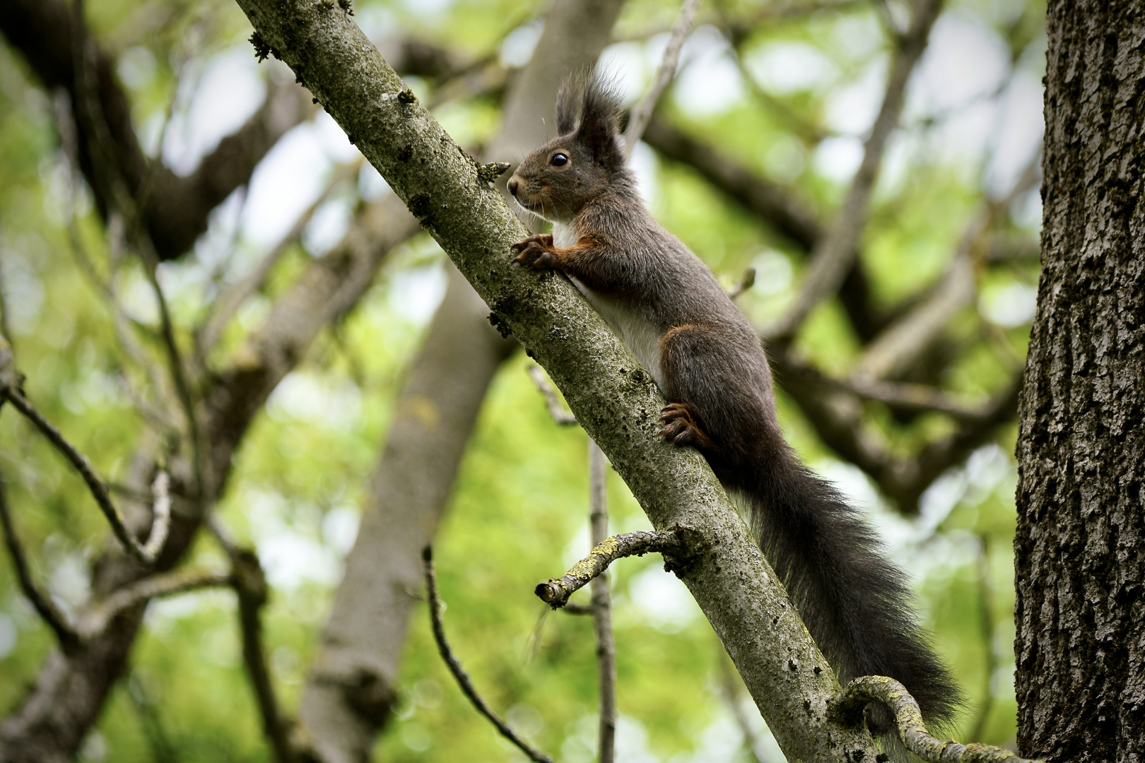 Eichhörnchen