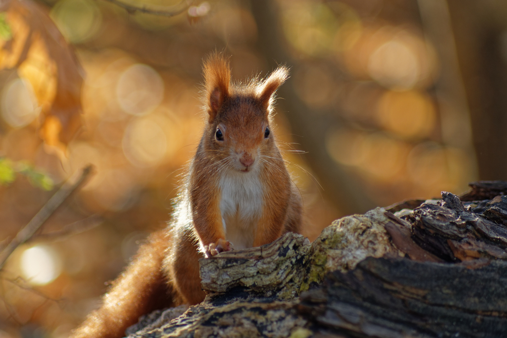 Eichhörnchen