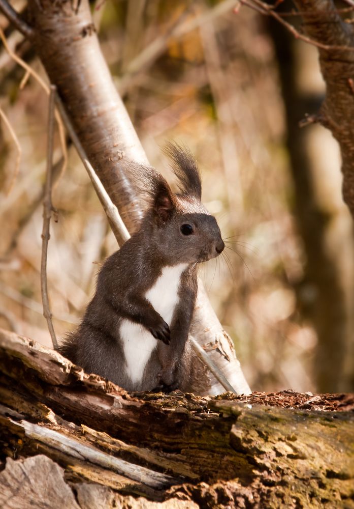 Eichhörnchen Foto & Bild | tiere, wildlife, säugetiere Bilder auf