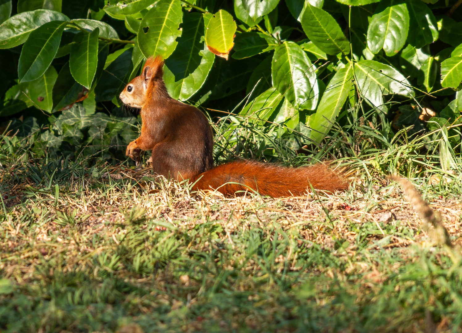 Eichhörnchen ...