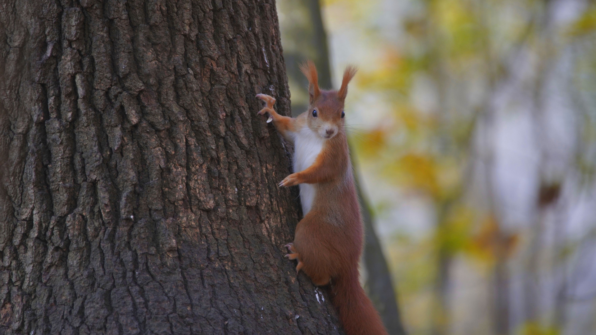 Eichhörnchen