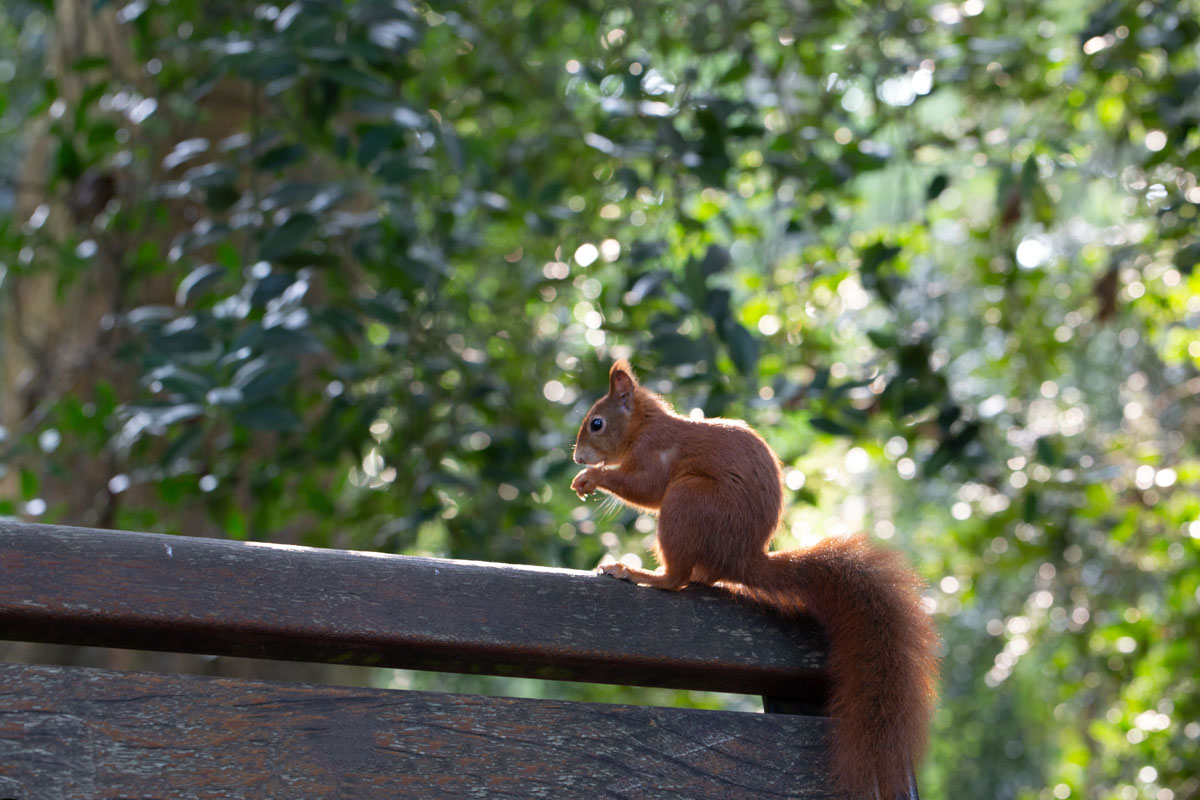 Eichhörnchen