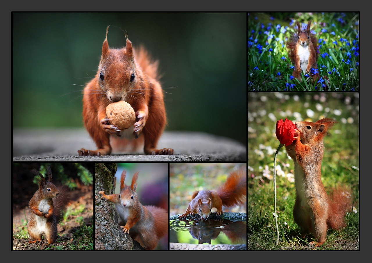 Eichhörnchen Collage