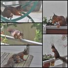 Eichhörnchen-Collage
