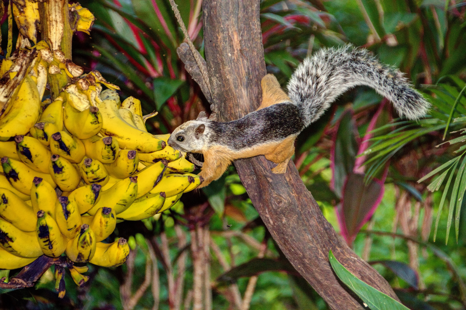 Eichhörnchen, Costa Rica