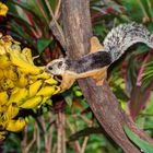 Eichhörnchen, Costa Rica