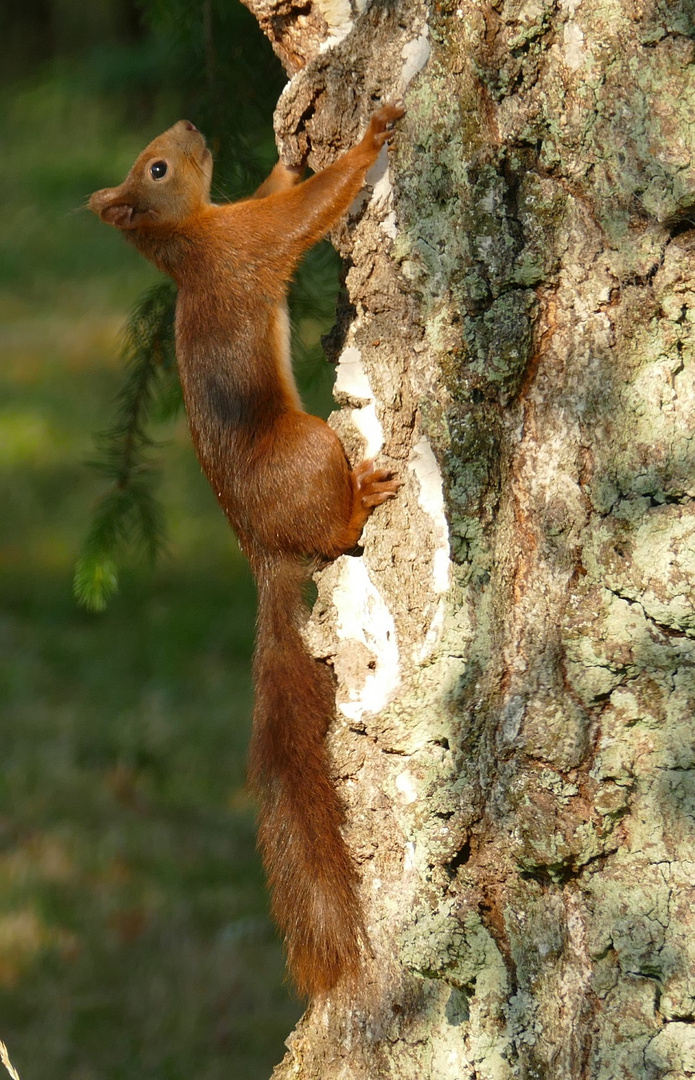 Eichhörnchen 