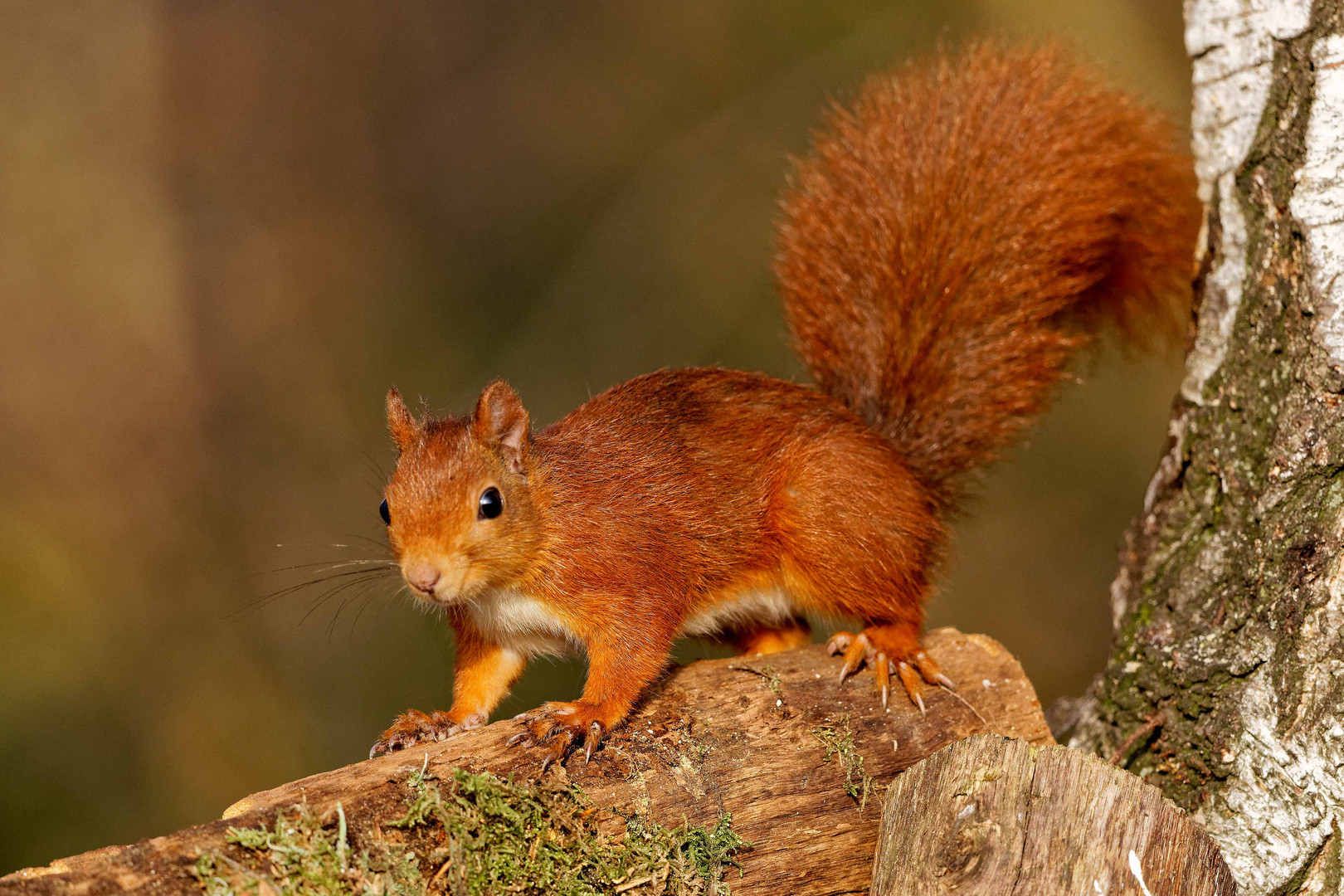 Eichhörnchen