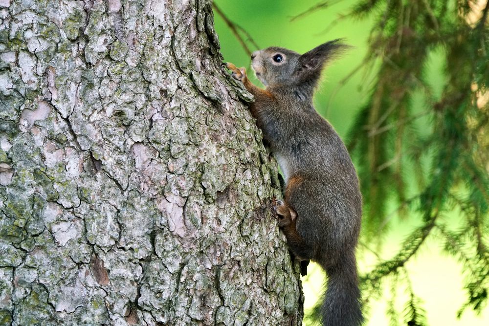 Eichhörnchen