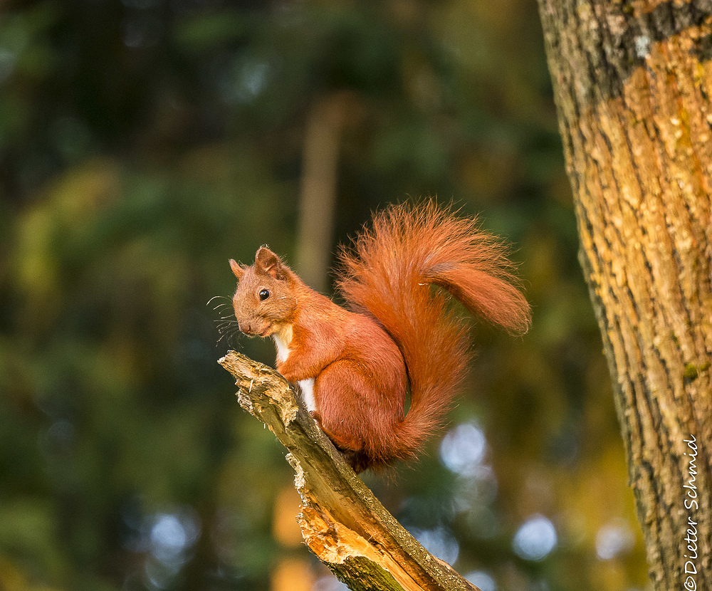 Eichhörnchen