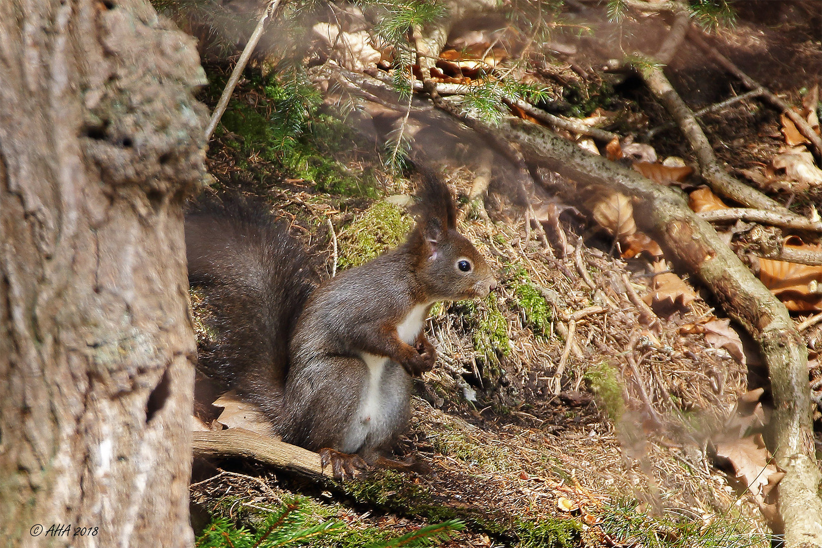 Eichhörnchen