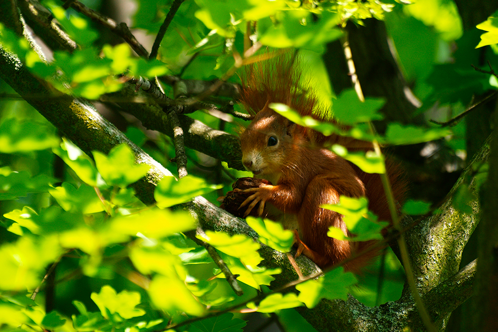 Eichhörnchen