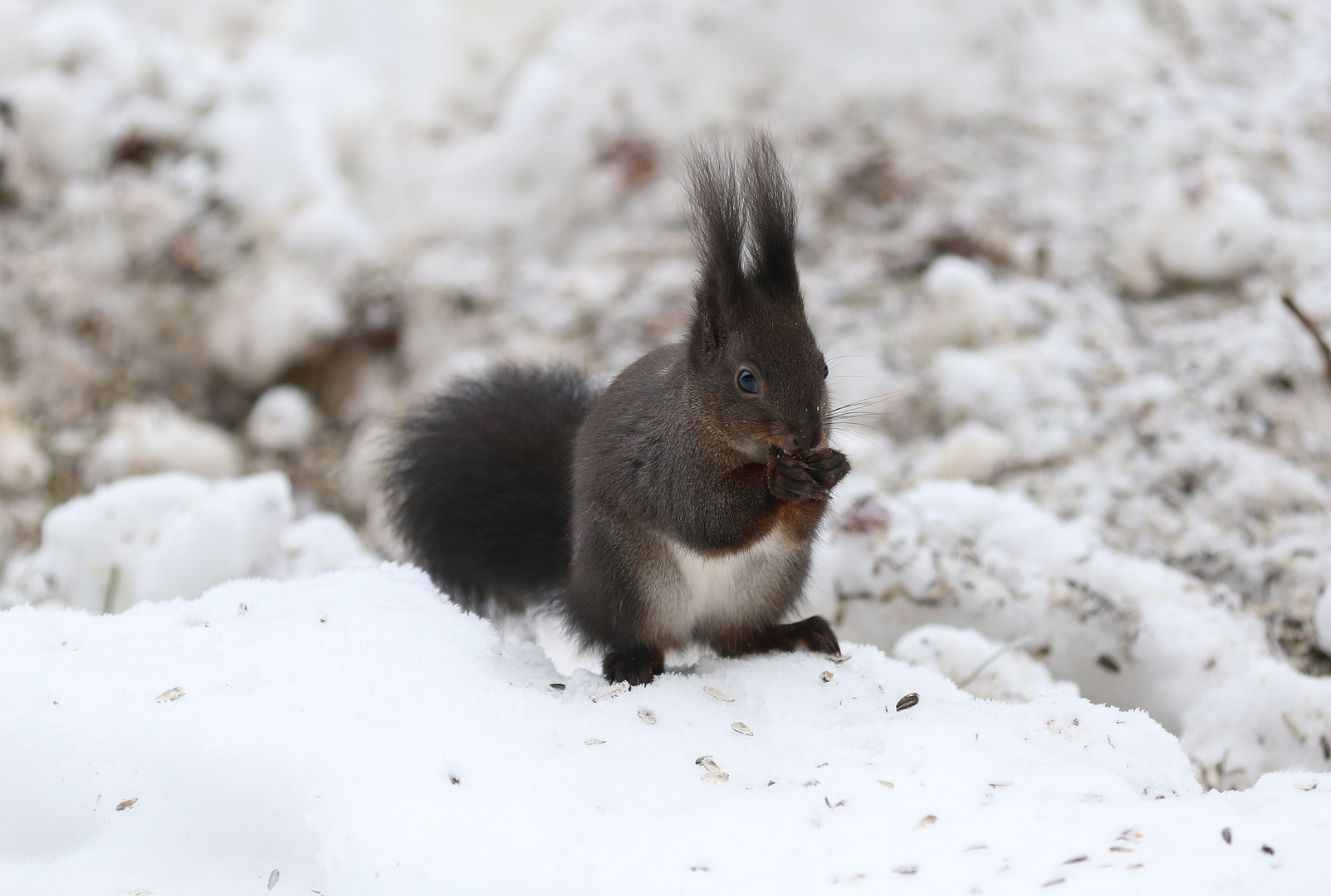 Eichhörnchen 