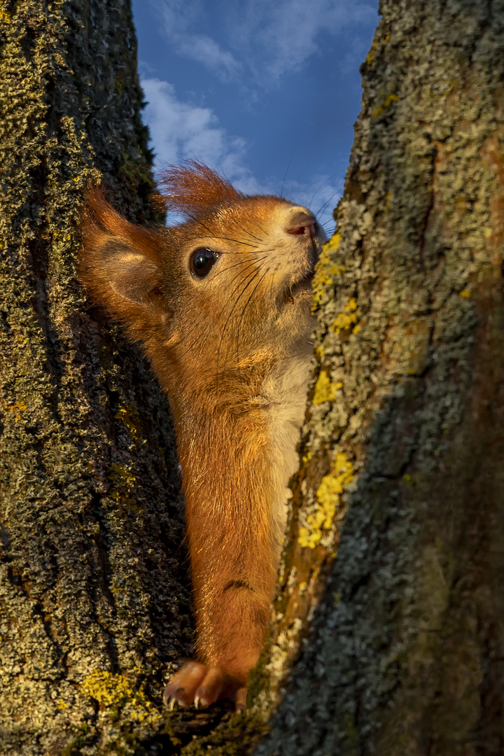 Eichhörnchen