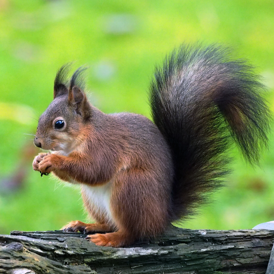 Eichhörnchen Foto & Bild | tiere, wildlife, säugetiere Bilder auf
