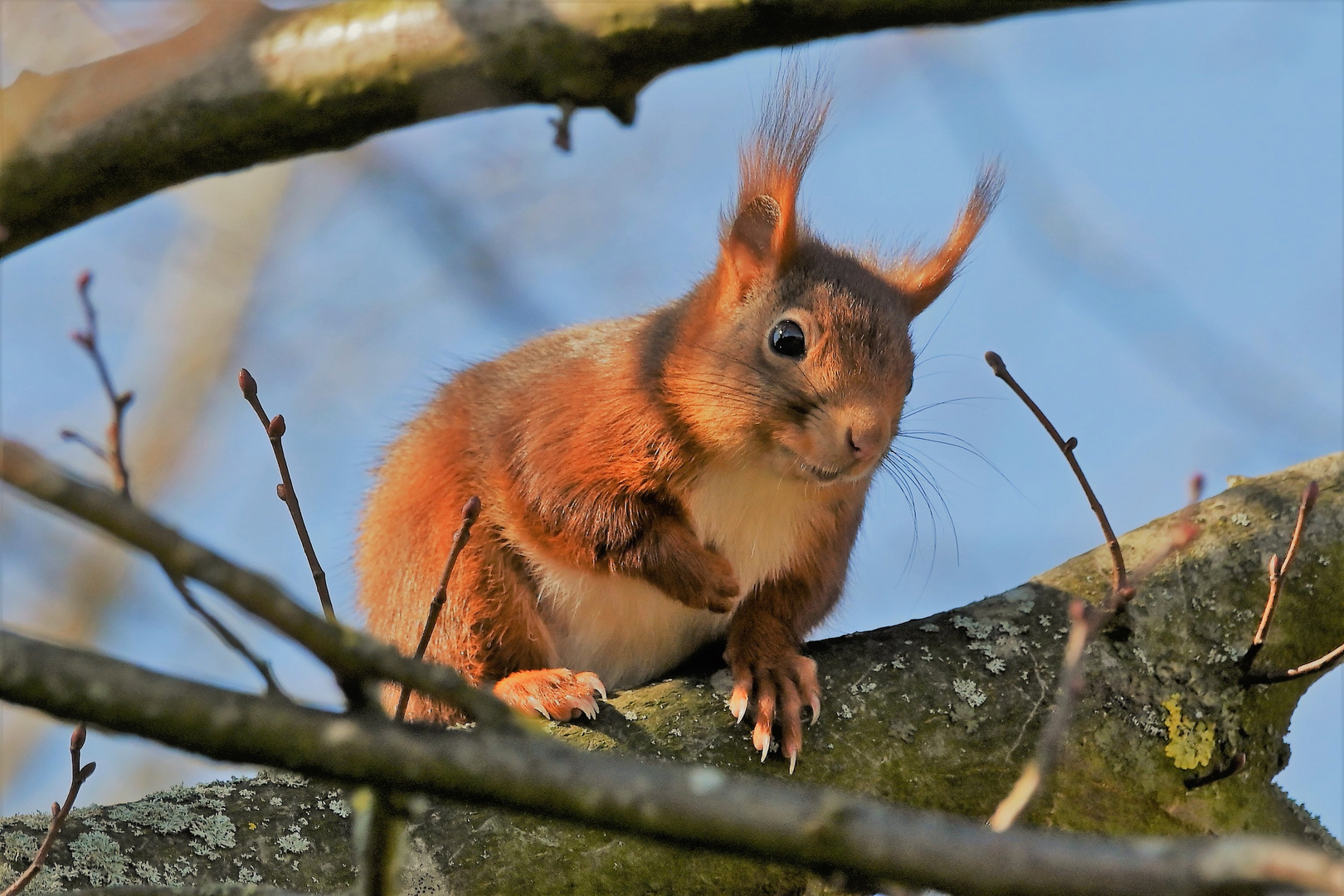 Eichhörnchen