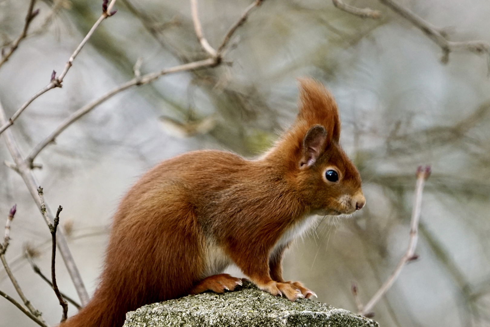 Eichhörnchen