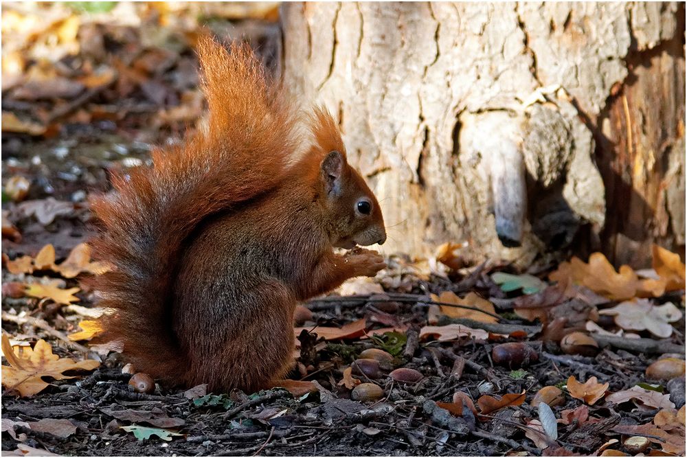 Eichhörnchen