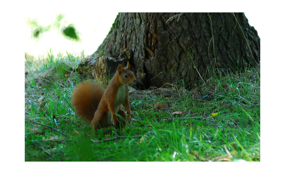 Eichhörnchen