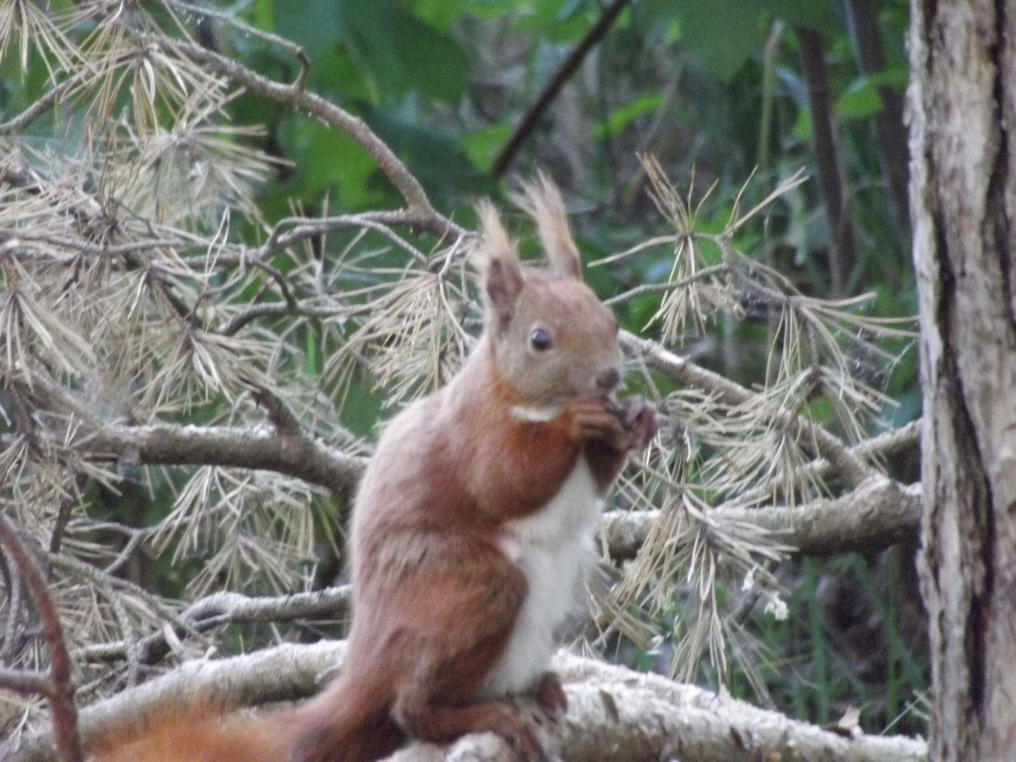 Eichhörnchen