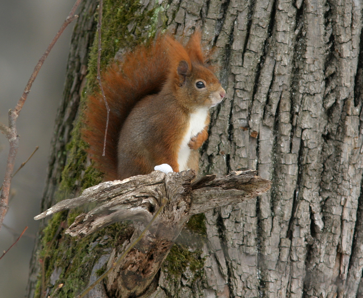 Eichhörnchen