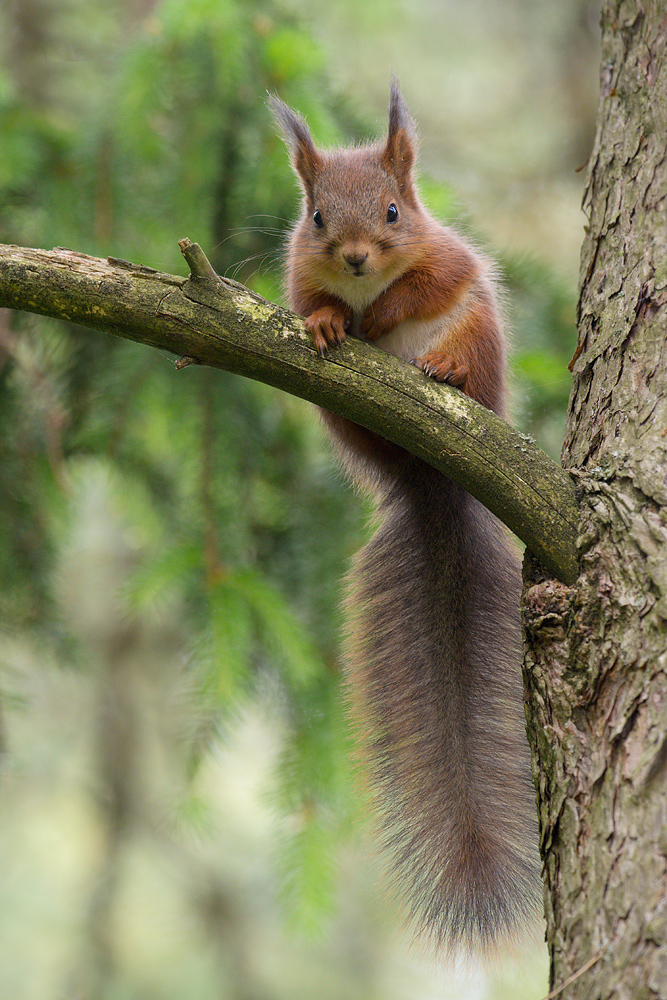 Eichhörnchen