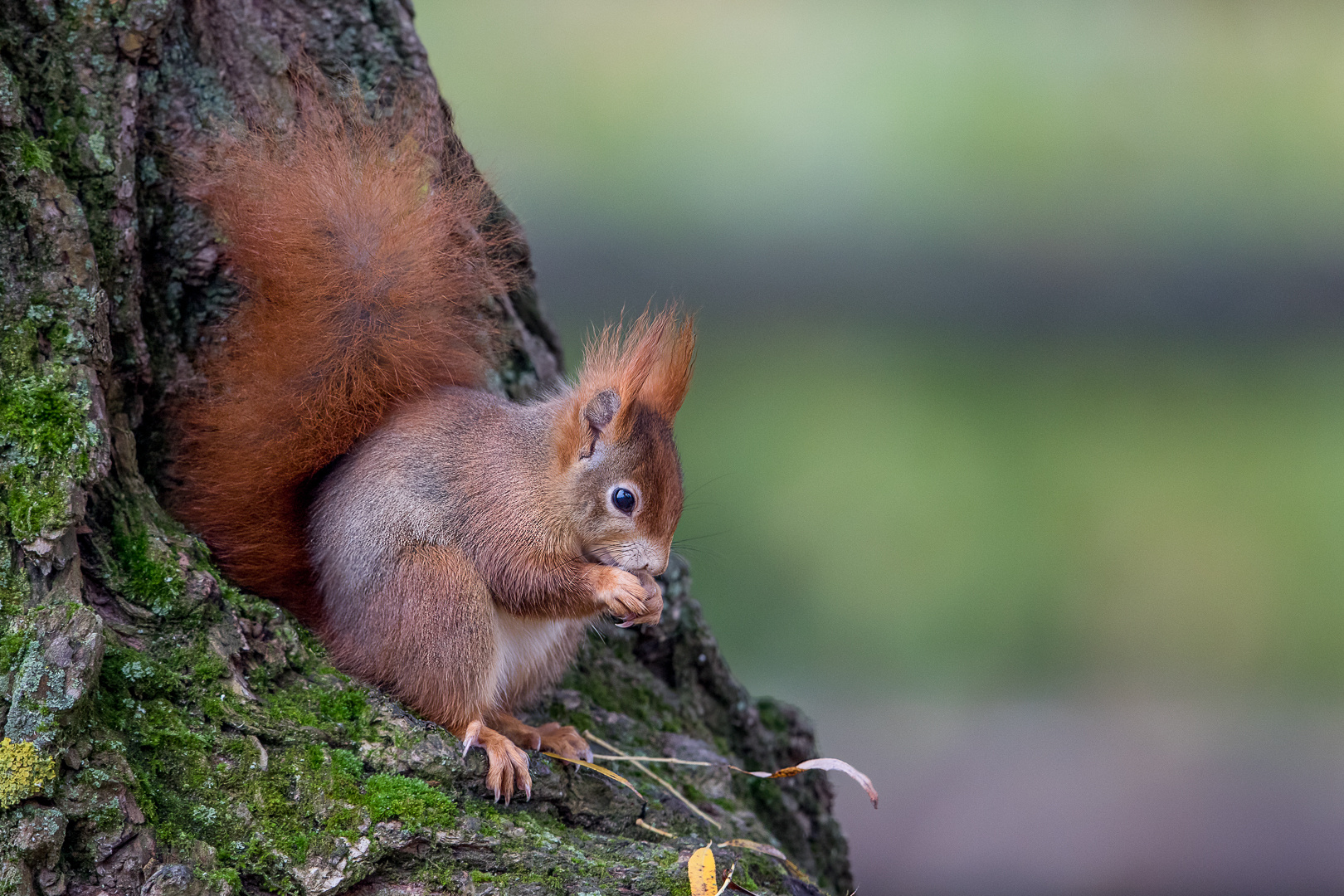 Eichhörnchen