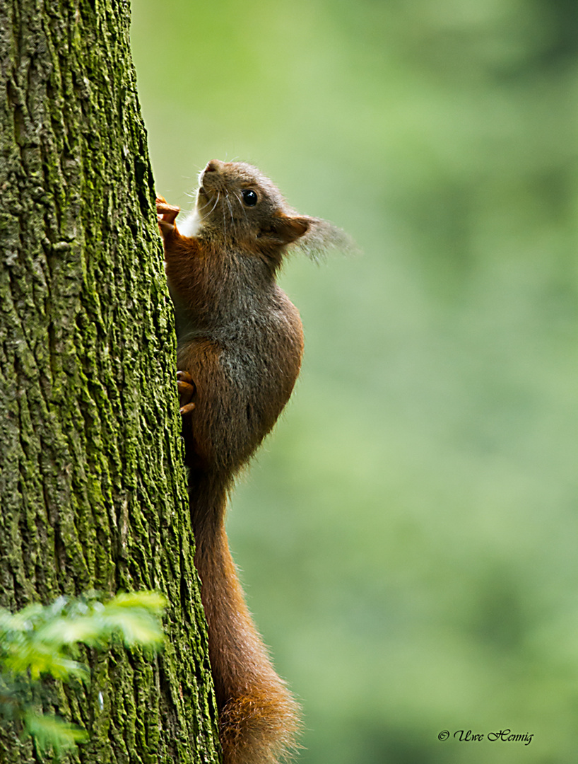 Eichhörnchen