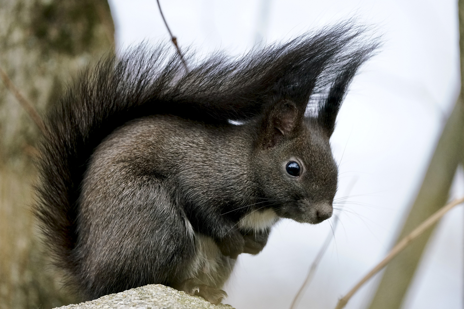 Eichhörnchen ..