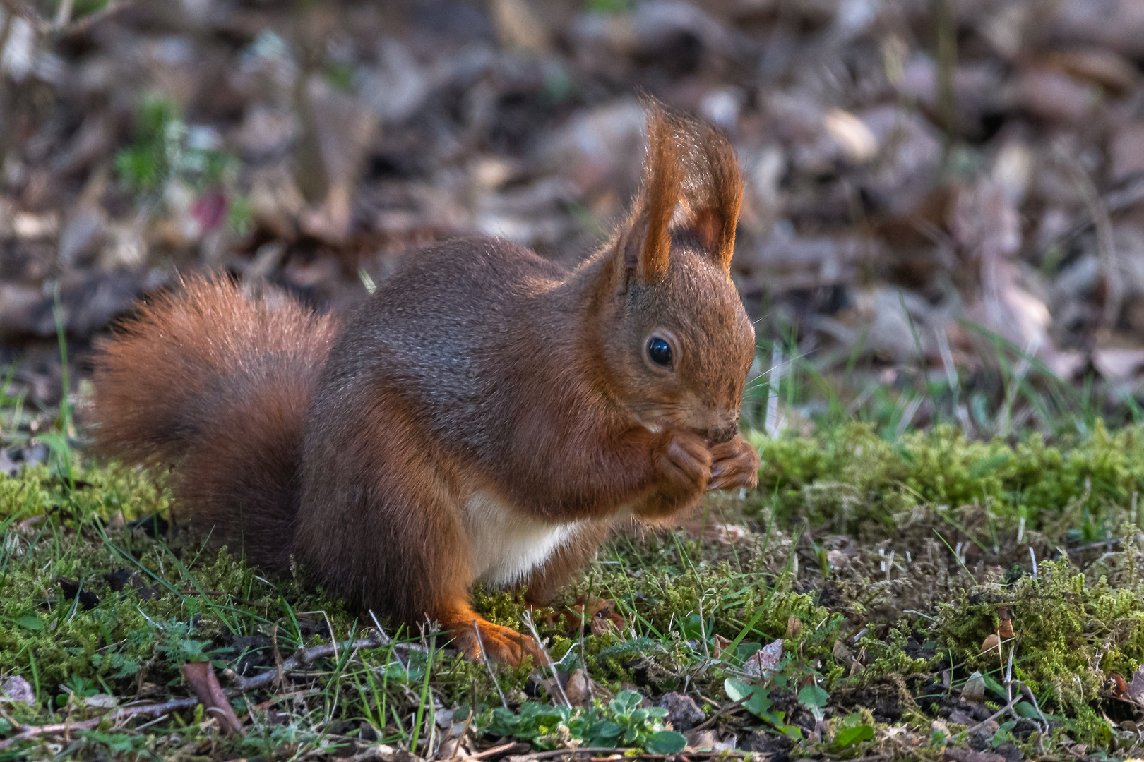 Eichhörnchen