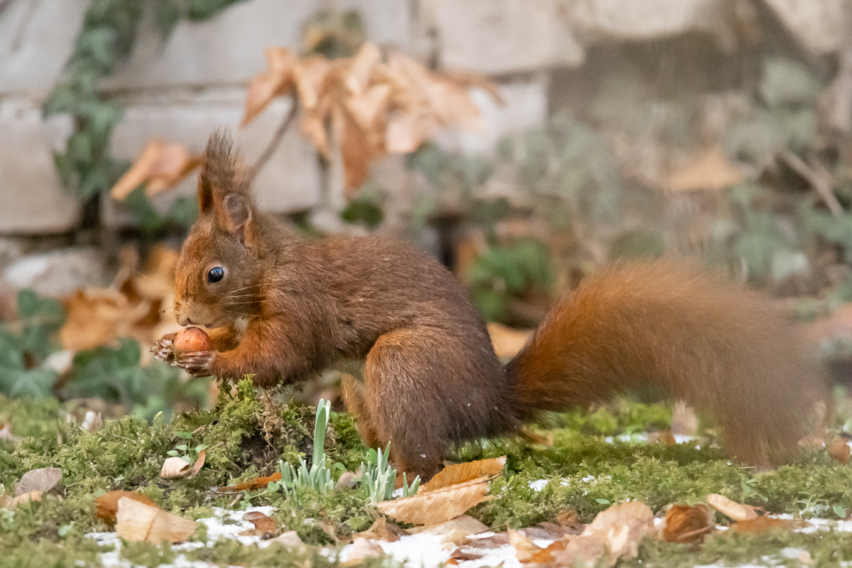 Eichhörnchen